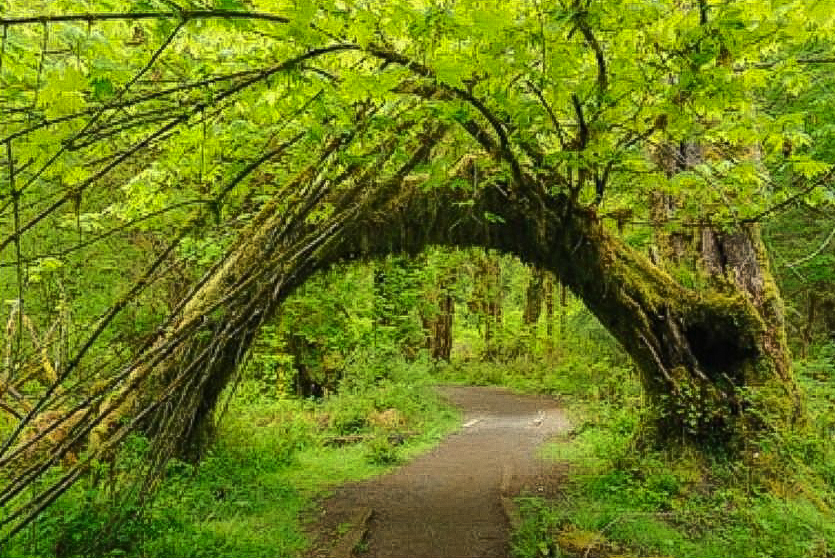 Hoh Rainforest in Olympic National Park